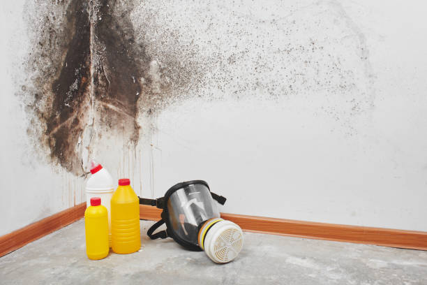  Beverly Hills, TX Mold Removal Pros