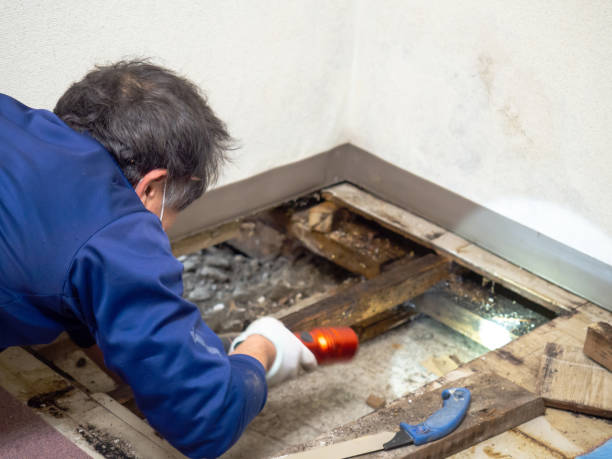 Best Residential Mold Removal  in Beverly Hills, TX