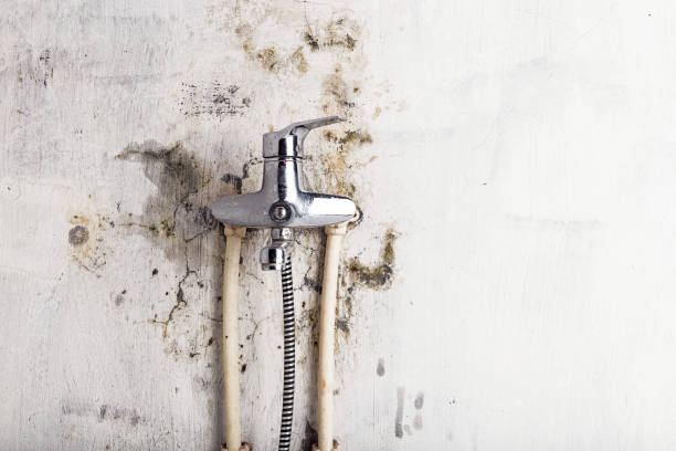 Best Black Mold Removal  in Beverly Hills, TX