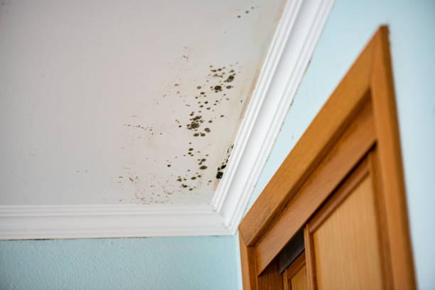 Best Fast Mold Removal  in Beverly Hills, TX