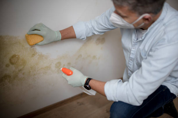 Best Mold Removal Company Near Me  in Beverly Hills, TX