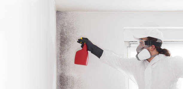 Best Attic Mold Removal  in Beverly Hills, TX