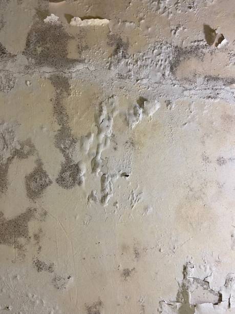 Best Home Mold Removal  in Beverly Hills, TX