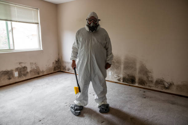 Office Mold Removal Services in Beverly Hills, TX