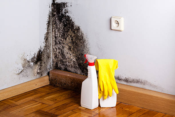 Best Mold Cleaning Services  in Beverly Hills, TX