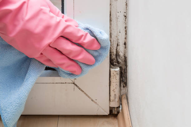 Best Local Mold Removal Service  in Beverly Hills, TX