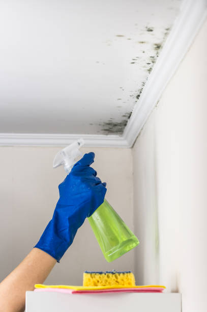 Best Crawl Space Mold Removal  in Beverly Hills, TX