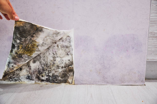 Best Professional Mold Removal  in Beverly Hills, TX